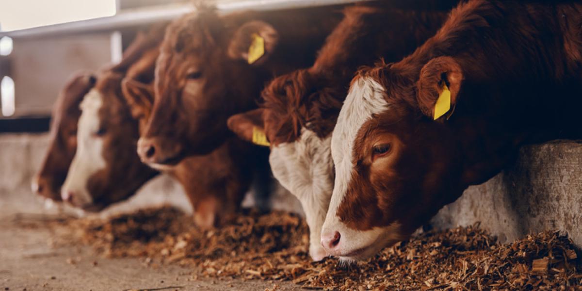 How the Feds Broke the Meat Industry | Mises Institute